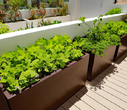 Vegetable Planter Boxes