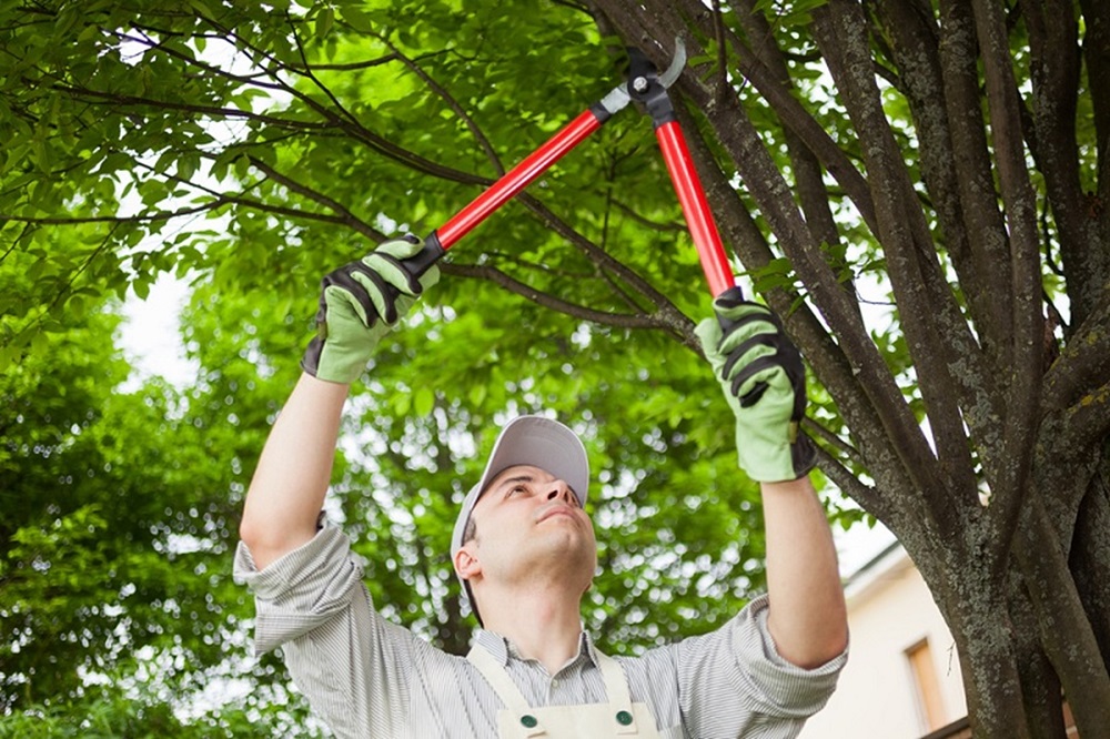 Tree Pruning Services